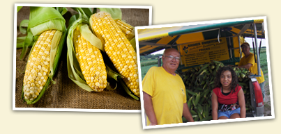 Grimes Sweetcorn Home